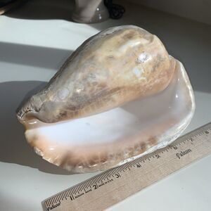 Beautiful Real Large Conch Seashell 7-1/4L 5-1/4W 70s Baja CA